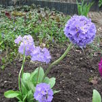 Primula denticulata 'Confetti Blue' - Sleutelbloem