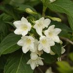 Weigela 'Candida' - Weigela