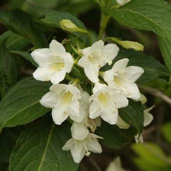 Weigela 'Candida'