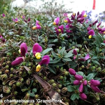 Polygala chamaebuxus 'Grandiflora'