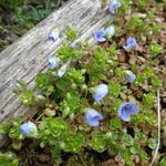 Veronica filiformis - Draadereprijs