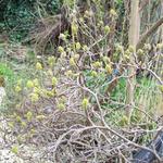 Fothergilla gardenii - Lampepoetsersstruik