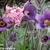 Pulsatilla vulgaris