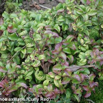 Leucothoe axillaris 'Curly Red'