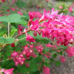 Ribes sanguineum roseum - Siertrosbes