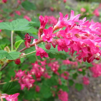 Ribes sanguineum roseum