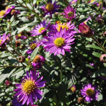 Aster ageratoides 'Ezo Murasaki'