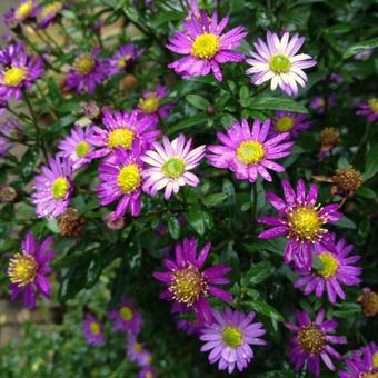 Aster ageratoides 'Ezo Murasaki'