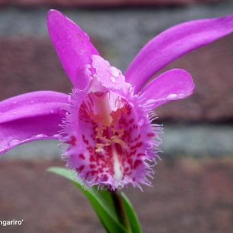 Pleione 'Tongariro'