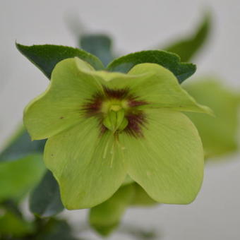 Helleborus orientalis