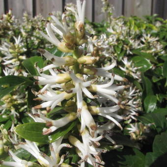 Pachysandra terminalis