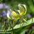 Erythronium 'Pagoda'