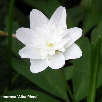 Anemone nemorosa 'Alba Plena'