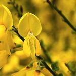 Cytisus 'Luna' - Brem , geitenklaver - Cytisus 'Luna'