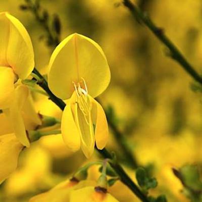 Brem , geitenklaver - Cytisus 'Luna'