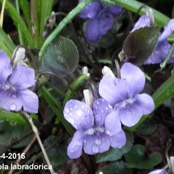 Viola labradorica