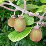 Actinidia chinensis 'Solo'  - Chinese kruisbes, Kiwi