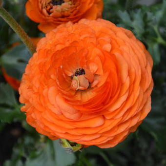 Ranunculus asiaticus 'Double Orange'