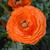 Ranunculus asiaticus 'Double Orange'