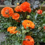 Ranunculus asiaticus 'Double Orange' - Perzische ranonkel