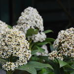 Skimmia japonica 'Brocox King' - Skimmia