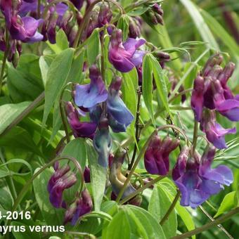 Lathyrus vernus