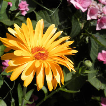 Calendula officinalis