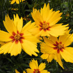 Coreopsis grandiflora 'Sunfire' - Meisjesogen