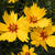 Coreopsis grandiflora 'Sunfire'