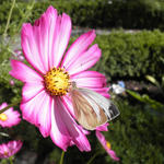 Cosmos bipinnatus 'Daydream' - Cosmos