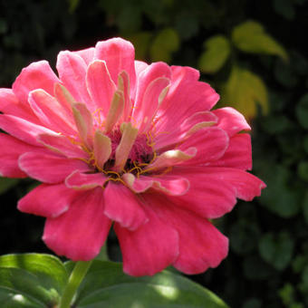 Zinnia