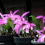 Pleione 'Tongariro' - Tibetaanse dwergorchidee, Vrouwenmuiltje