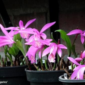 Pleione 'Tongariro'