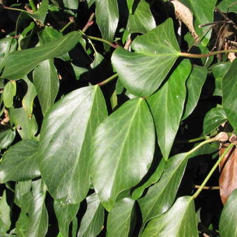 Hedera colchica 'Arborescens'