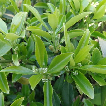 Euonymus fortunei 'Dart's Blanket'