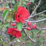 Chaenomeles x superba 'Nicoline' - Dwergkwee - Chaenomeles x superba 'Nicoline'