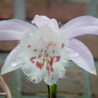 Pleione Hybrids