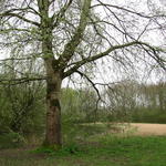 Populus alba - Witte abeel, Zilverpopulier 