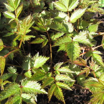 Astilbe chinensis 'Vision in Pink'