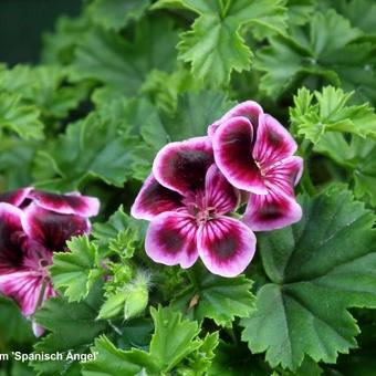 Pelargonium 'Spanish Angel'