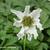 Anemone nemorosa