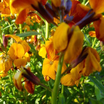 Erysimum x cheiri