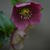 Helleborus orientalis