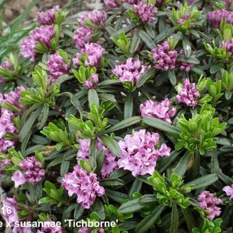 Daphne x susannae ‘Tichborne’