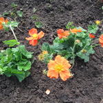 Geum coccineum 'Queen of Orange' - Nagelkruid