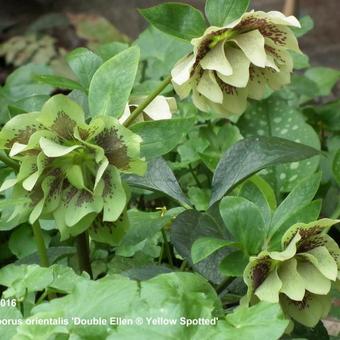 Helleborus orientalis 'DOUBLE ELLEN Yellow Spotted'