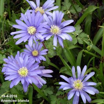 Anemone blanda