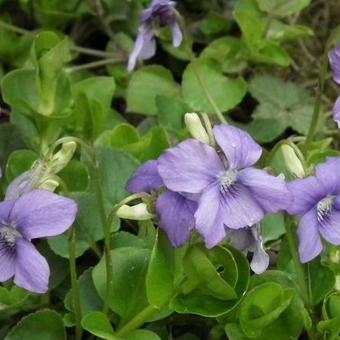 Viola riviniana