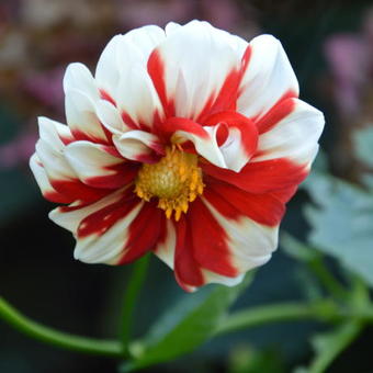 Dahlia 'Fire and Ice'