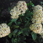 Skimmia japonica 'Fragrant Cloud' - Skimmia - Skimmia japonica 'Fragrant Cloud'